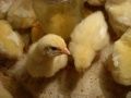 зачем подглядывать