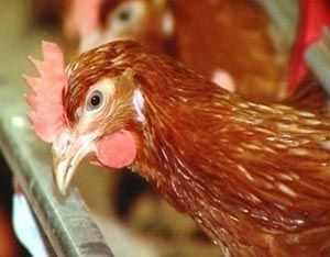 От проекта до продукта От проекта до продукта