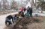 Деревьев много не бывает