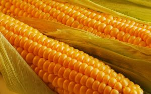 Как вырастить кукурузу у себя дома