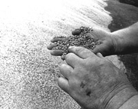 Битва за урожай со смертельным исходом