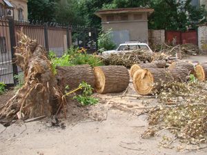 Буря мглою небо крыла Буря мглою небо крыла