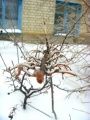 Сороконожка