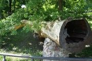 Дуб посаженный по преданию Михаилом Лермонтовым. Дерево погибло во время урагана 11 июня 1995 г.
