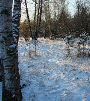 20 ноября 2012 года 20 ноября 2012 года