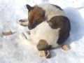 Утка в яблоках