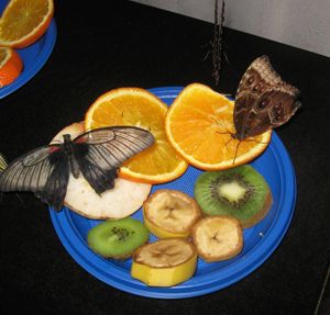 Апельсин для бабочки