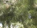 Кавказские сосны