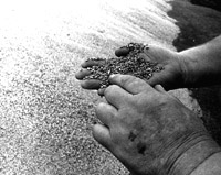 Загадки стопудового урожая Загадки стопудового урожая