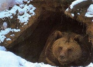 Берлога Берлога