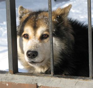 Собачье дело Собачье дело