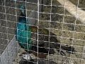 "Замучен тяжелой неволей..." – впечатление от местных зоопарков