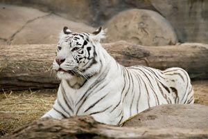 В чем встречать Новый 2010 год Тигра В чем встречать Новый 2010 год Тигра
