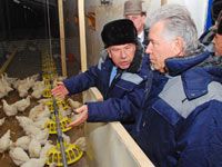 Птица счастья Птица счастья